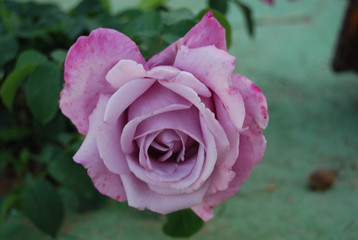 Lilac Floral Rose Flower Portrait