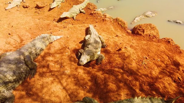 4K video of Nile crocodiles (crocodylus niloticus) on red sand by the river -Bandia National Park in Senegal, Africa. It's a group of crocodiles. Crocodile is going from water.