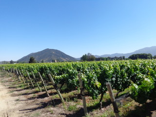 vineyard