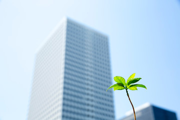 新芽とビルの躍進イメージ