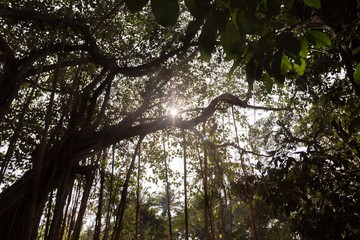 Paysage Inde Goa nature hd 