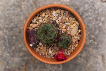 Potted cactus with a red flower