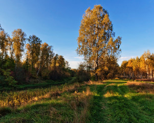 Sunny autumnal field