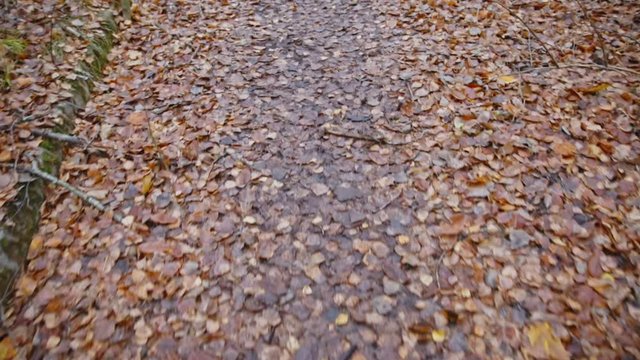 Forestal path with fallen autumnal leaves