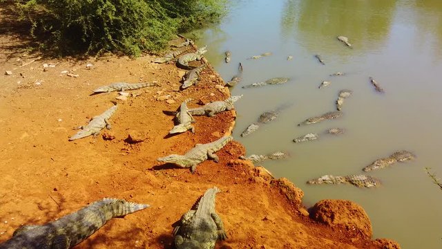 4K video of Nile crocodiles (crocodylus niloticus) on red sand by the river -Bandia National Park in Senegal, Africa. It's a group of crocodiles. Crocodile is going from water.