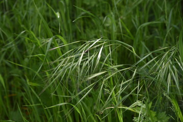 Wild oat / Avena fatua