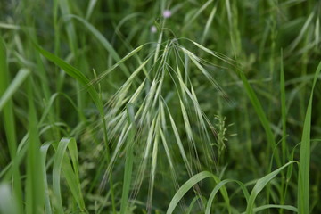 Wild oat / Avena fatua