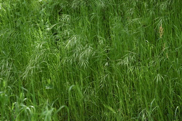 Wild oat / Avena fatua