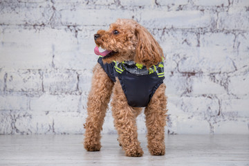 Small funny dog of brown color with curly hair of toy poodle breed posing in clothes for dogs. Subject accessories and fashionable outfits for pets. Stylish overalls, suit for cold weather for animal
