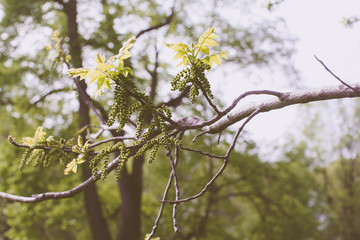 tree spring buds 