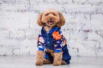 Small funny dog of brown color with curly hair of toy poodle breed posing in clothes for dogs....