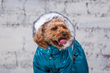 Small funny dog of brown color with curly hair of toy poodle breed posing in clothes for dogs....