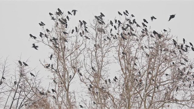 Group of crows on the tree at winter blizzard