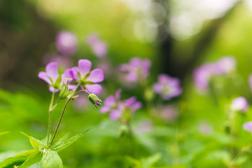 Wild geranium, geranium maculatum, blooming in the Spring. 