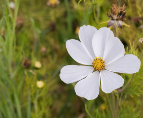 white flower Cosmos bipinnatus