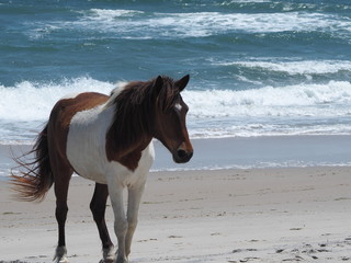 wild horse by Atlantic Ocean