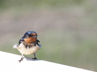 beautiful swallow in sunlight