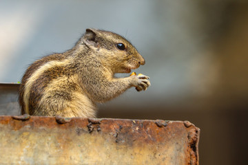 Naklejka na ściany i meble Indian squirrel 