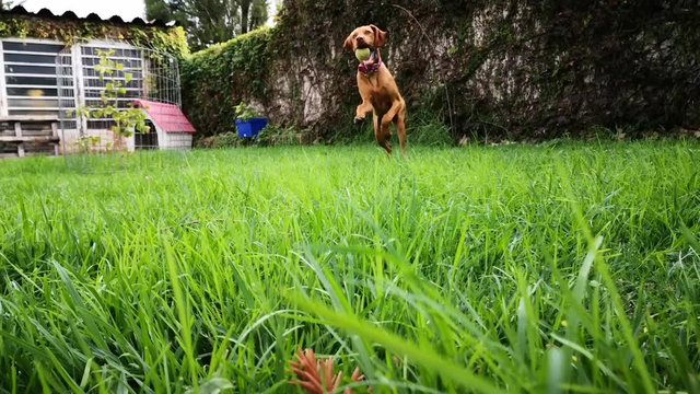 a brown puppy vizsla playing with a tennis ball in the grass at the backyard