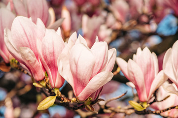 Nature background with pink magnolia flowers blossoming in spring