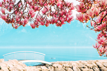 Amazing spring landscape of swiss Lake Geneva and blooming Magnolia flowers, image taken in Lausanne, Switzerland