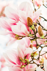 Obrazy na Szkle  Tle przyrody z różowymi kwiatami magnolii kwitnącymi wiosną