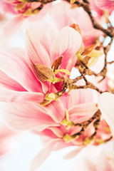Nature background with pink magnolia flowers blossoming in spring