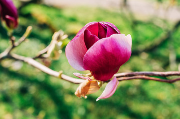 Nature background with bright pink magnolia flowers blossoming in spring