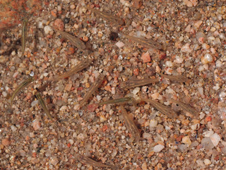 Mojarra fish (Astyanax fasciatus) in the San Antonio river, Cuesta Blanca, Cordoba, Argentina.