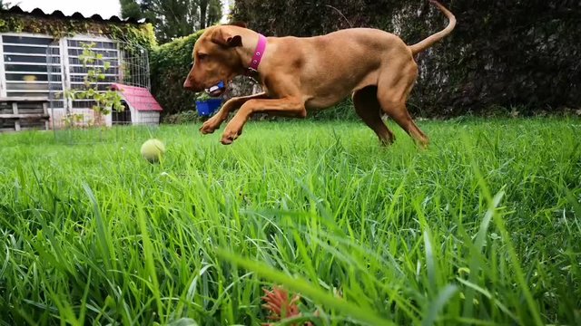 a brown puppy vizsla playing with a tennis ball in the grass at the backyard