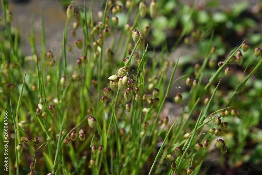 Canvas Prints Big quaking grass