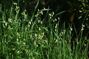 Big quaking grass