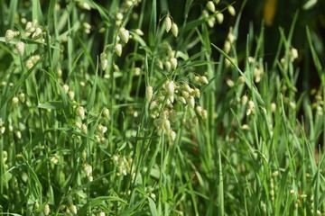 Big quaking grass