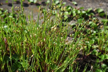Big quaking grass