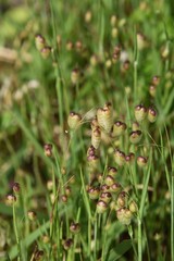 Big quaking grass