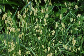 Big quaking grass
