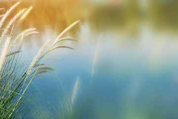 Flowering grass beside the warm sunshine in the evening with free space .natural background