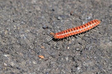 millipede