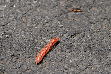 millipede