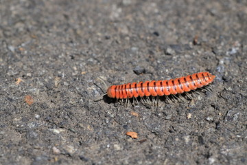 millipede