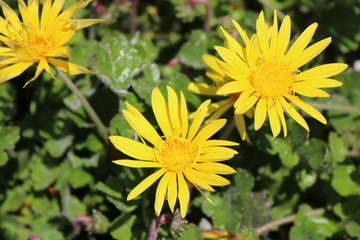 小野市ひまわりの丘公園
