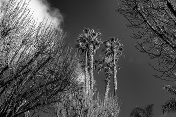 Palm trees in California - travel photography