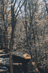 Rocky Woods