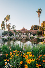 Flowers, the Botanical Building, and the Lily Pond at Balboa Park, in San Diego, California