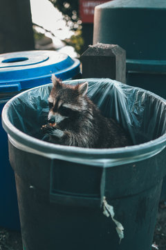 Raccoon Trash Can 