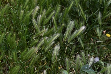 Wall barley grass