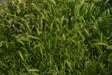 Wall barley grass