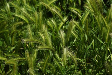 Fototapeta na wymiar Wall barley grass