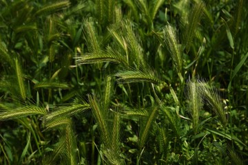Wall barley grass