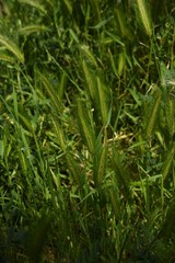 Obraz premium Wall barley grass